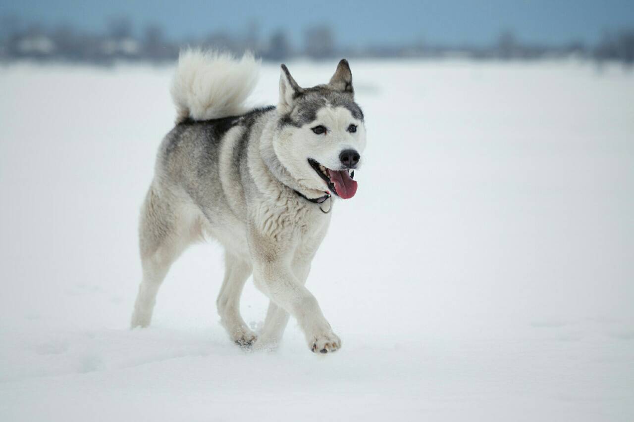 Аборигенная лайка фото